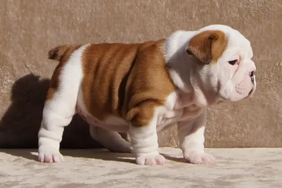 Gorgeous English Bulldog puppies. whatsapp us:+447490124950 Tbilisi