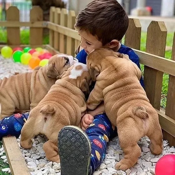 Gorgeous English Bulldog puppies. whatsapp us:+447490124950 Tbilisi