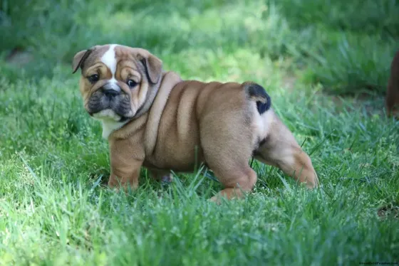Gorgeous English Bulldog puppies. whatsapp us:+447490124950 Tbilisi