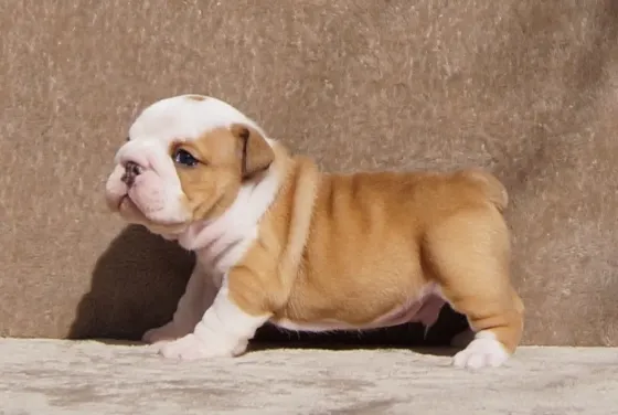 Gorgeous English Bulldog puppies. whatsapp us:+447490124950 Tbilisi