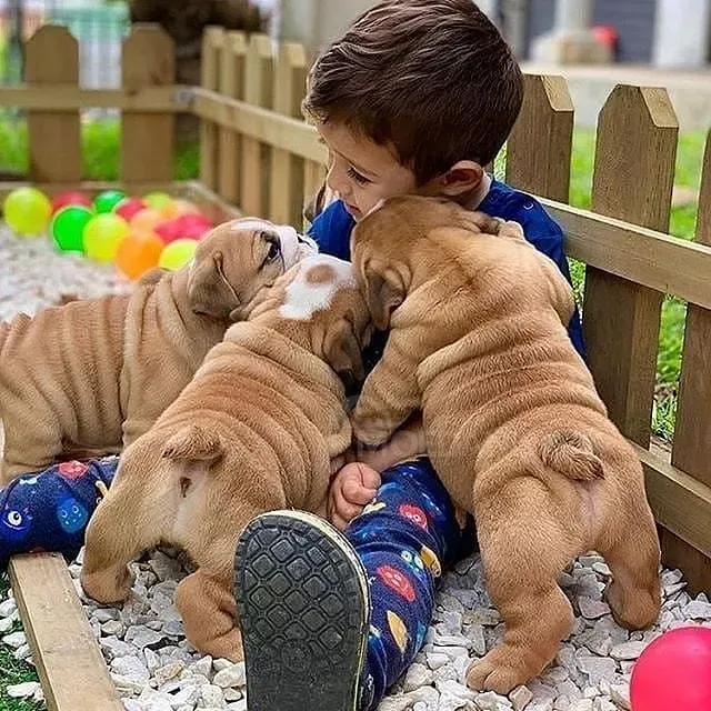 ულამაზესი ინგლისური ბულდოგის ლეკვები. whatsapp us: +447490124950 თბილისი - photo 1