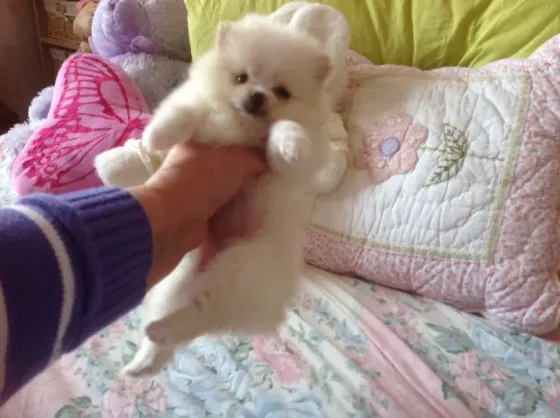 T-Cup Pomeranian Puppies.whatsapp us:+447490124950 Tbilisi
