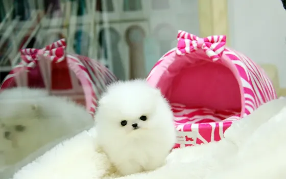 T-Cup Pomeranian Puppies.whatsapp us:+447490124950 Tbilisi