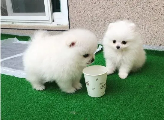 T-Cup Pomeranian Puppies.whatsapp us:+447490124950 Tbilisi