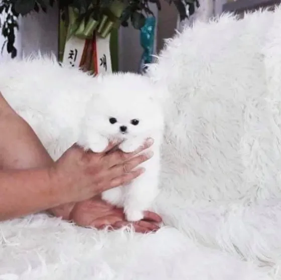 T-Cup Pomeranian Puppies.whatsapp us:+447490124950 Tbilisi