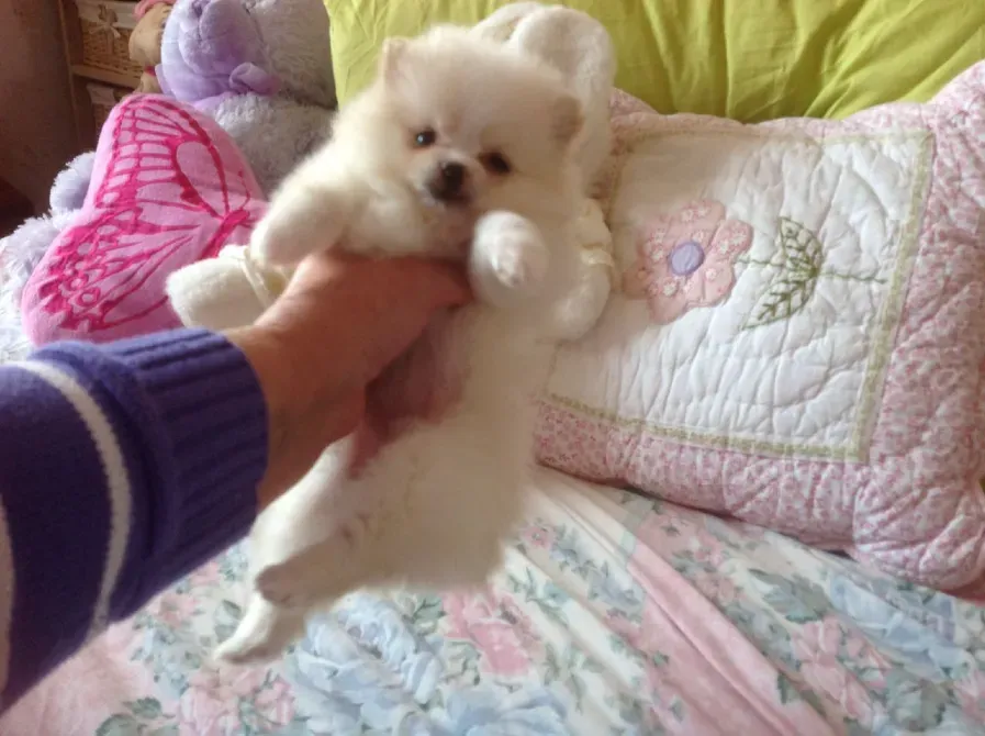 T-Cup პომერანიული ლეკვები. whatsapp us: +447490124950 თბილისი - photo 4