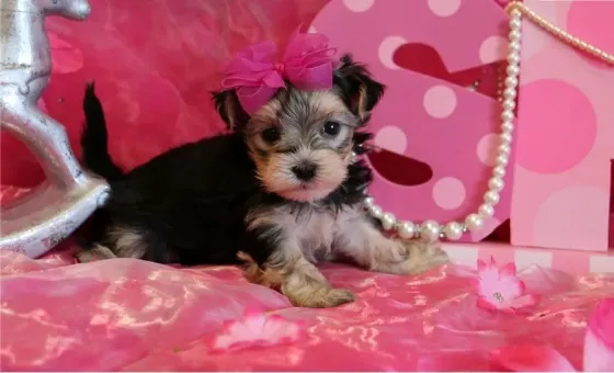 12 weeks old yorkie Puppies .whatsapp us:+447490124950 Tbilisi