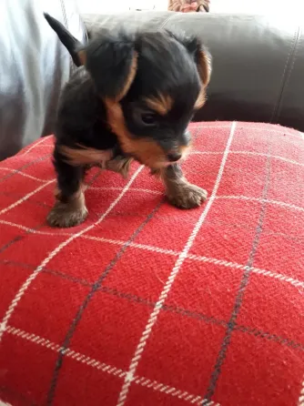 12 weeks old yorkie Puppies .whatsapp us:+447490124950 Tbilisi