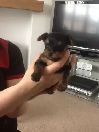 12 weeks old yorkie Puppies .whatsapp us:+447490124950 Tbilisi