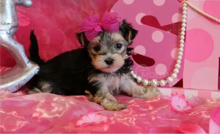 12 კვირის იორკშირული ლეკვები. WhatsApp: +447490124950 თბილისი - photo 3