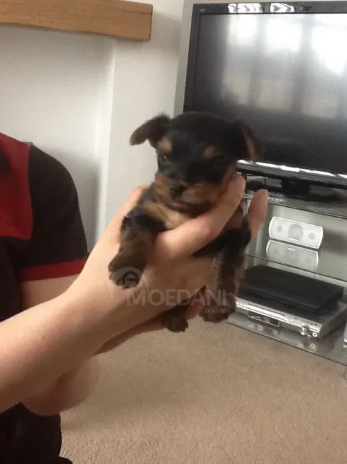 12 კვირის იორკშირული ლეკვები. WhatsApp: +447490124950 თბილისი - photo 1