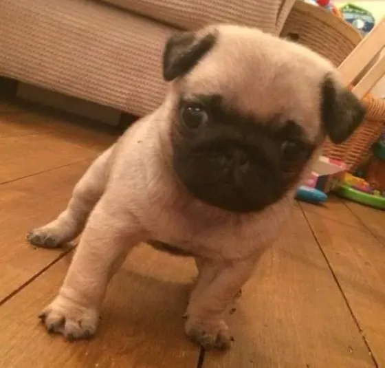 Stunning Litter Of Fawn Pugs Puppies.whatsapp us:+447490124950 Tbilisi