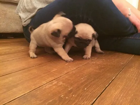 Stunning Litter Of Fawn Pugs Puppies.whatsapp us:+447490124950 Tbilisi
