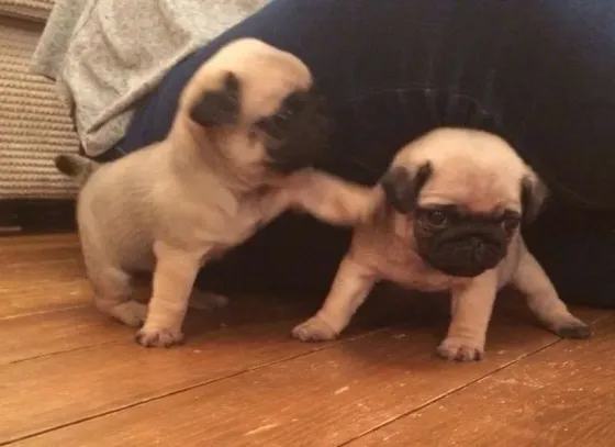 Stunning Litter Of Fawn Pugs Puppies.whatsapp us:+447490124950 Tbilisi