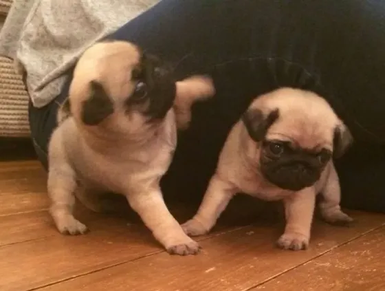 Stunning Litter Of Fawn Pugs Puppies.whatsapp us:+447490124950 Tbilisi