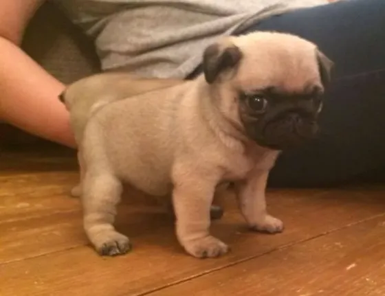 Stunning Litter Of Fawn Pugs Puppies.whatsapp us:+447490124950 Tbilisi