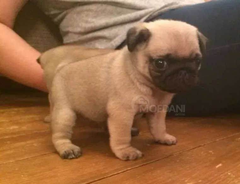 შავკანიანი მოპსის განსაცვიფრებელი ლეკვების ნაშიერი. whatsapp us: +447490124950 თბილისი - photo 3