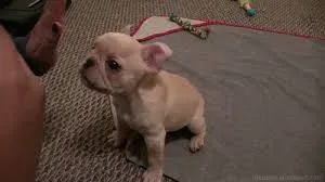 Kc French Bulldog Puppies.whatsapp us:+447490124950 Tbilisi