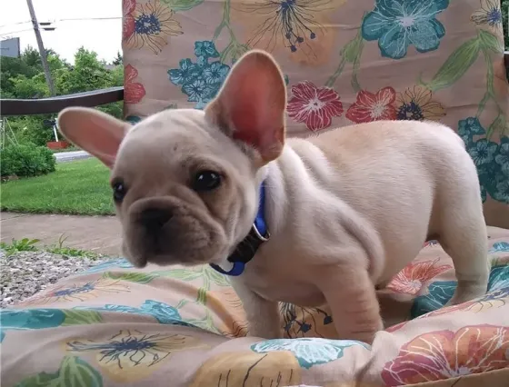 Kc French Bulldog Puppies.whatsapp us:+447490124950 Tbilisi