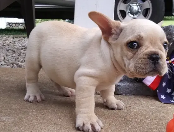 Kc French Bulldog Puppies.whatsapp us:+447490124950 Tbilisi