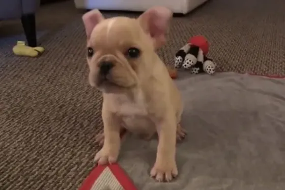 Kc French Bulldog Puppies.whatsapp us:+447490124950 Tbilisi