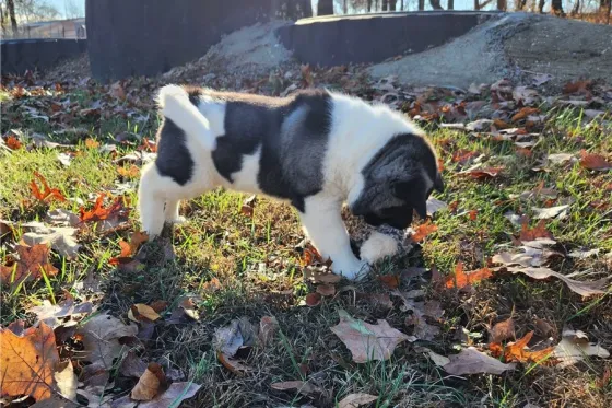 Აკიტას ლეკვები. Tbilisi