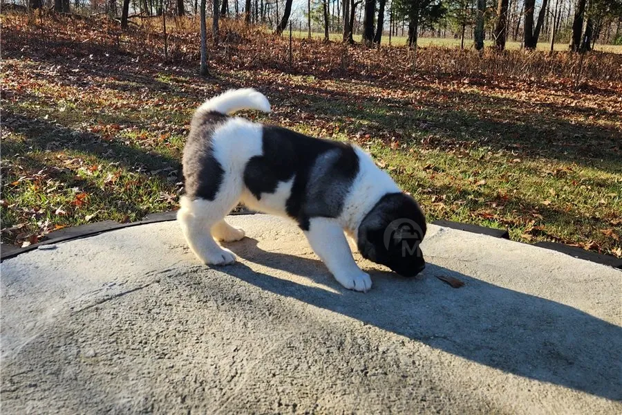 Აკიტას ლეკვები. თბილისი - photo 1