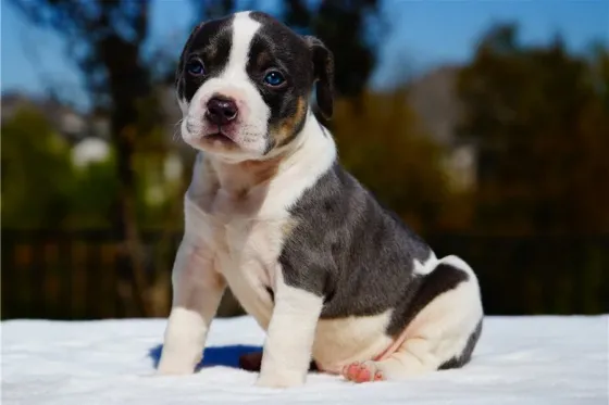 Ამერიკელი ბულინგი შვილად აყვანაზეა. Tbilisi