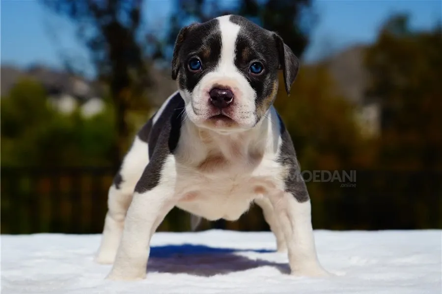 Ამერიკელი ბულინგი შვილად აყვანაზეა. თბილისი - photo 1