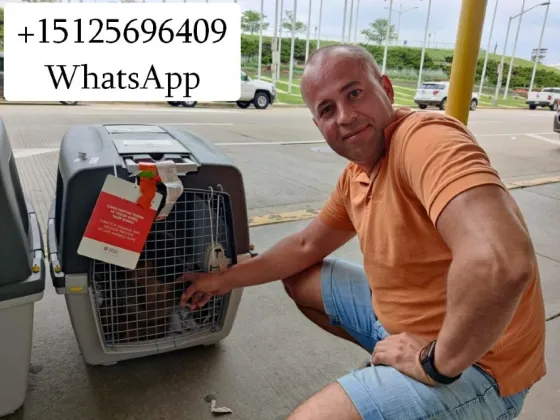 Transporting animals to America and Europe Tbilisi