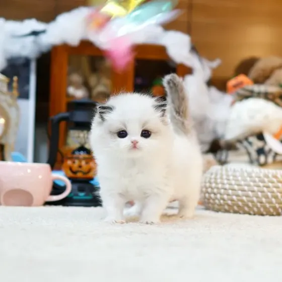 Რეგდოლის ჯიშის კნუტები +44 7450 772966 Tbilisi