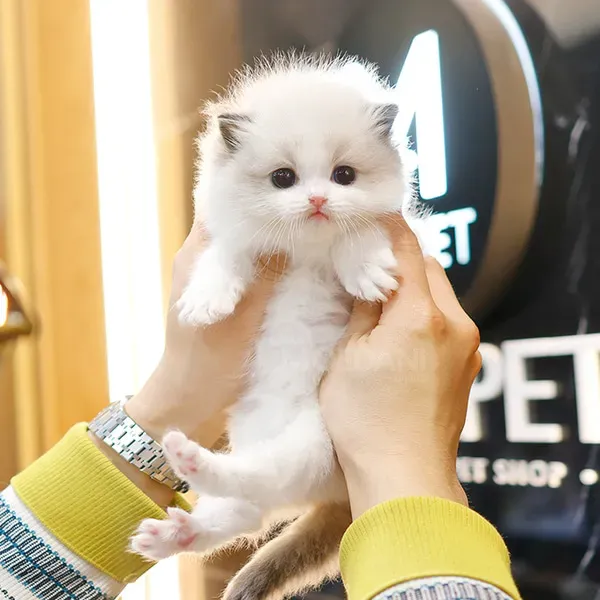 Რეგდოლის ჯიშის კნუტები +44 7450 772966 Tbilisi - photo 2