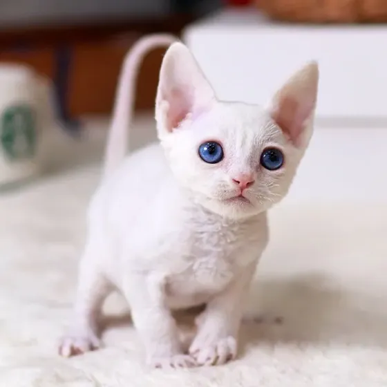 Დევონ რექსი Tbilisi