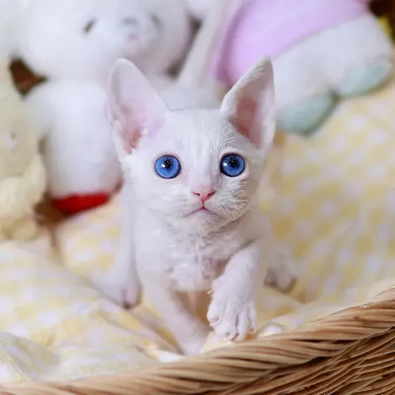 Დევონ რექსი Tbilisi