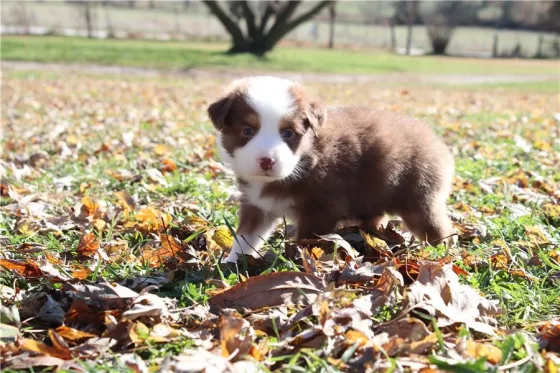 Მშვენიერი ბორდერ კოლის ლეკვი! Tbilisi