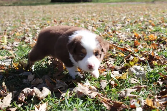 Მშვენიერი ბორდერ კოლის ლეკვი! Tbilisi