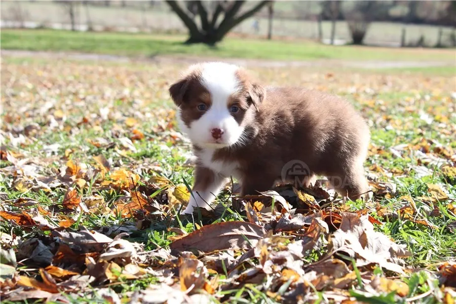 Მშვენიერი ბორდერ კოლის ლეკვი! თბილისი - photo 2