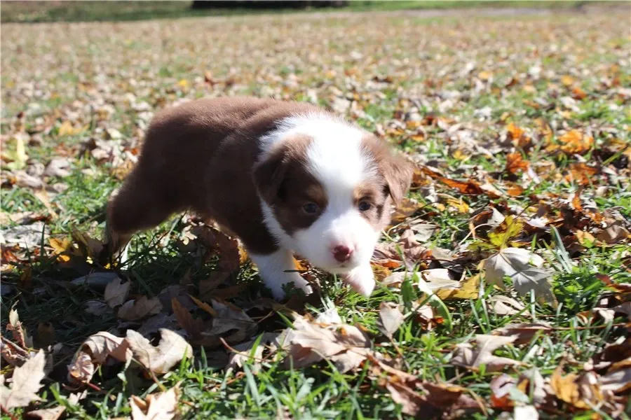 Მშვენიერი ბორდერ კოლის ლეკვი! თბილისი - photo 1