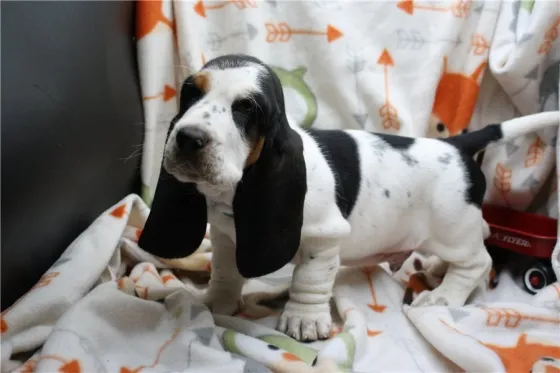 Საყვარელი პატარა ბასეტ ჰაუნდის ლეკვი! Tbilisi