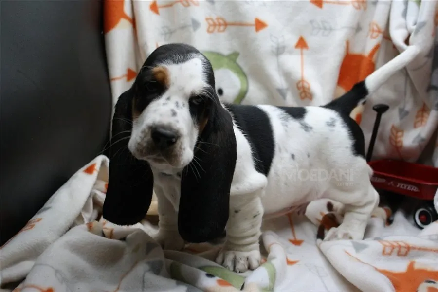 Საყვარელი პატარა ბასეტ ჰაუნდის ლეკვი! თბილისი - photo 1