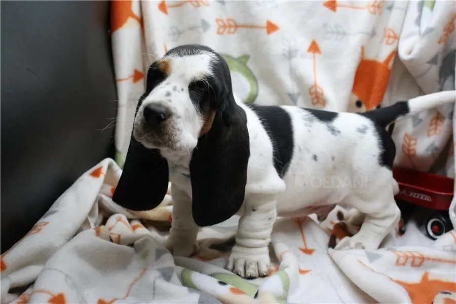 Საყვარელი პატარა ბასეტ ჰაუნდის ლეკვი! თბილისი - photo 2