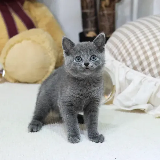 Რუსული ლურჯი Tbilisi