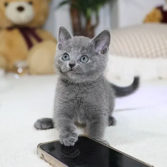 Რუსული ლურჯი Tbilisi