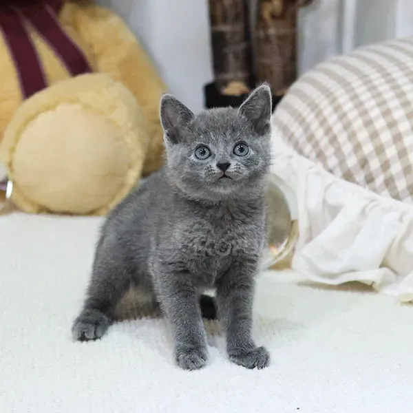 Რუსული ლურჯი თბილისი - photo 2