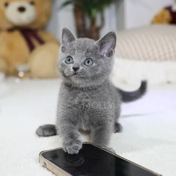 Რუსული ლურჯი თბილისი - photo 1