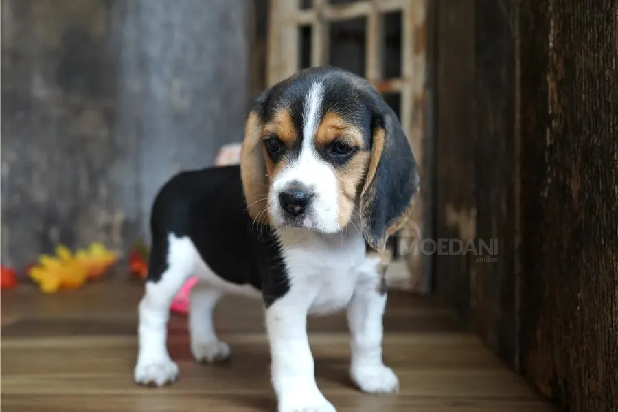 Ბიგლის ლეკვები იყიდება. თბილისი - photo 1