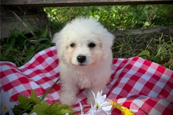 Იყიდება ბიშონ ფრიზეს ლეკვები. Tbilisi