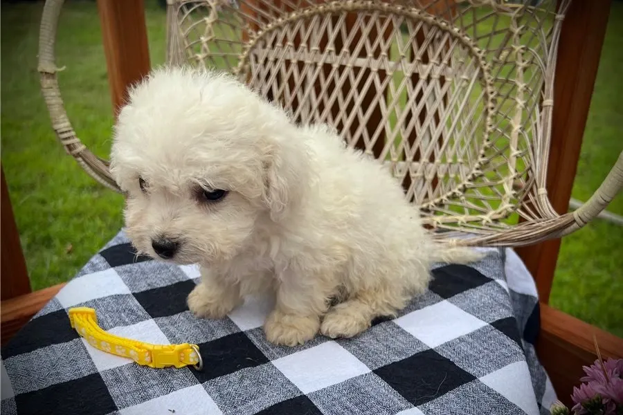 Იყიდება ბიშონ ფრიზეს ლეკვები. თბილისი - photo 2