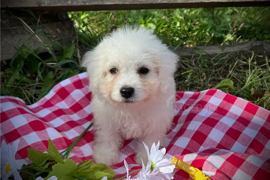 Იყიდება ბიშონ ფრიზეს ლეკვები. თბილისი - photo 1