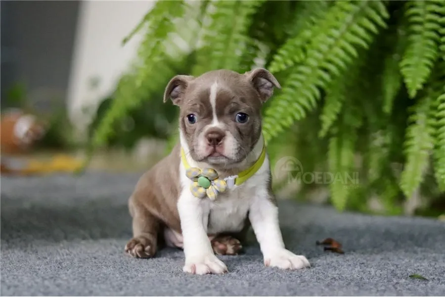 Საყვარელი ბოსტონური ტერიერის ლეკვები. Tbilisi - photo 2